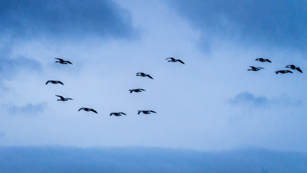 Canada Geese