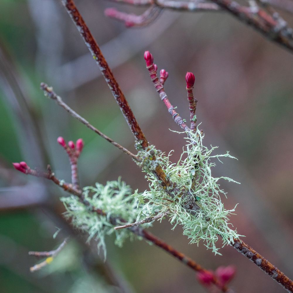Oceanside Lichen