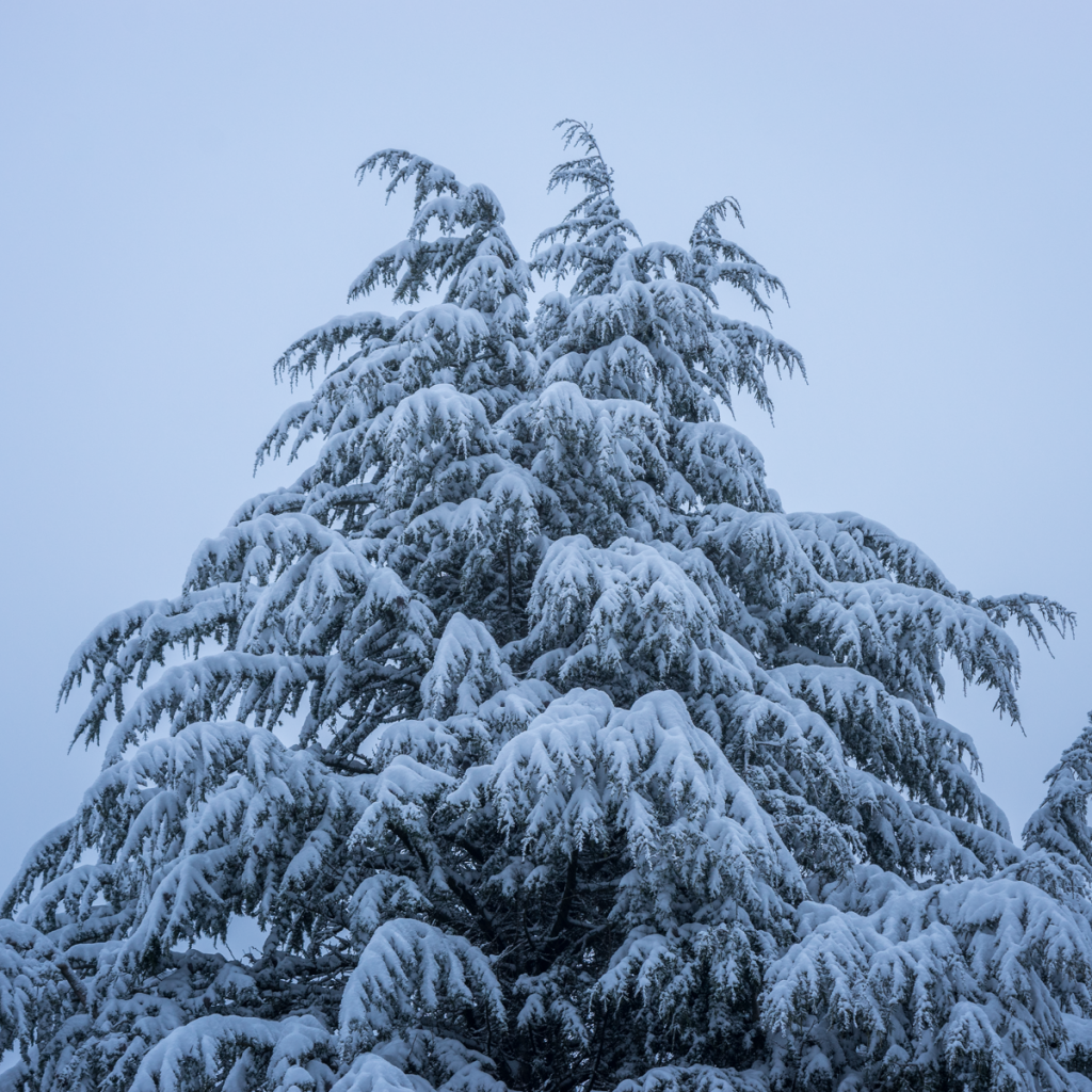 Snowy Pines