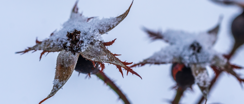 Winter Rose